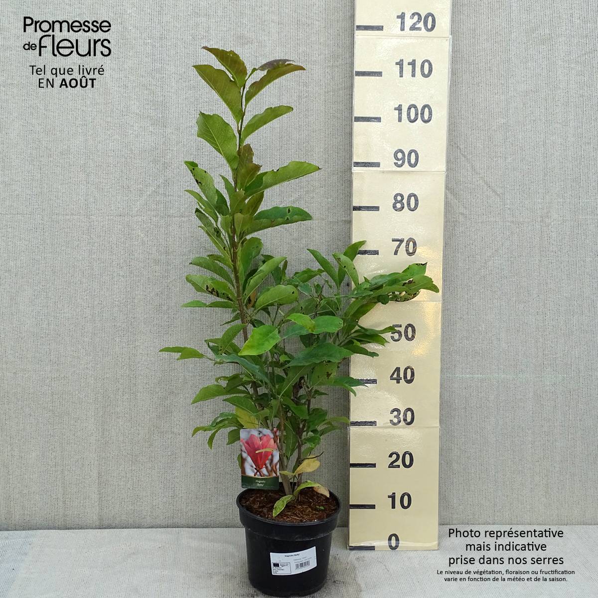 Promesse de Fleurs - Magnolia Betty Pot de 4L/5L - Image 2