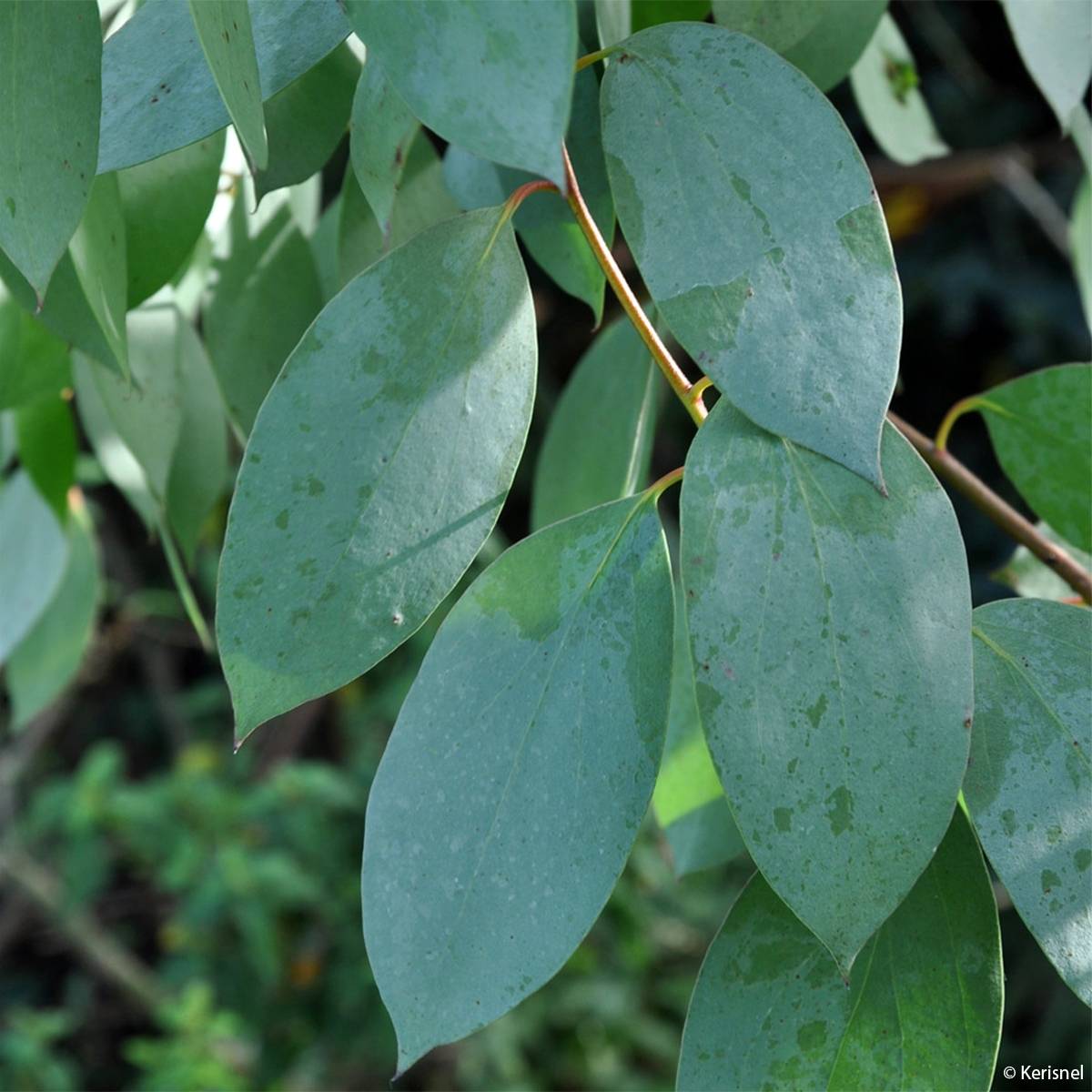 Promesse de Fleurs - Eucalyptus stellulata Pot de 3L/4L, 40/60 - Image 1