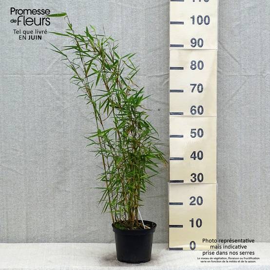 Fargesia robusta - Bambou non traçant Pot de 4L/5L - Image 2