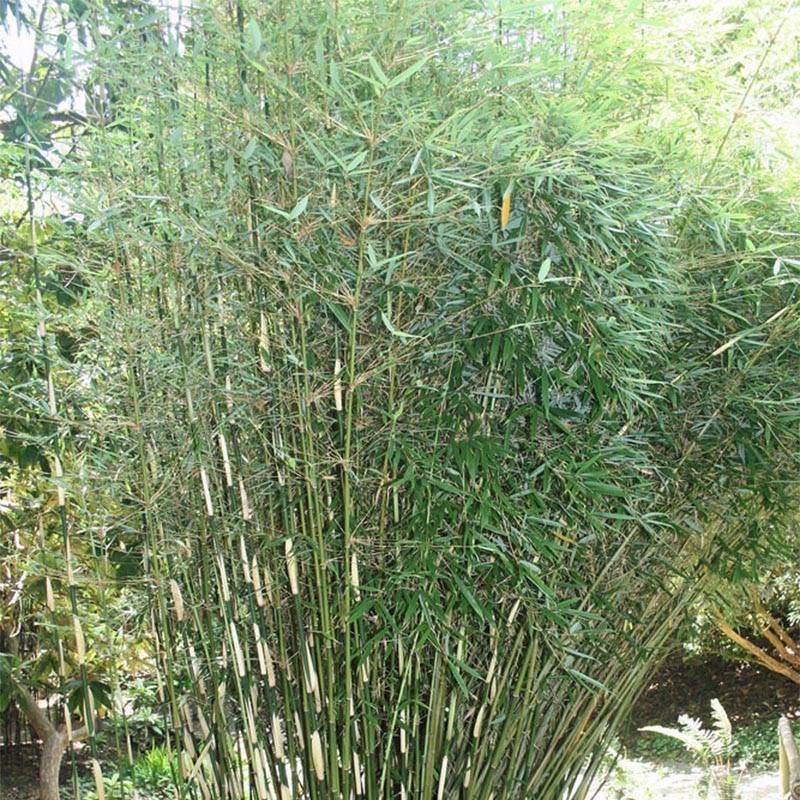 Fargesia robusta - Bambou non traçant Pot de 4L/5L - Image 1
