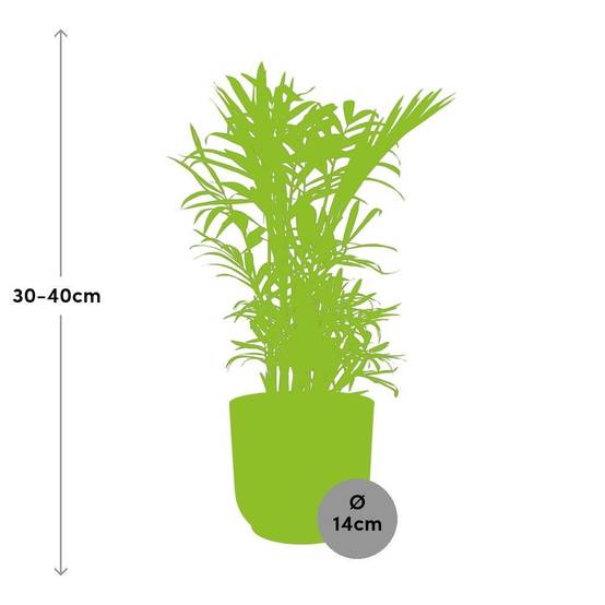 La Green Touch - Chamaedorea Elegans 14cm Rose - H40cm - Image 3