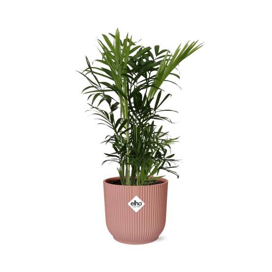 La Green Touch - Chamaedorea Elegans 14cm Rose - H40cm - Image 1