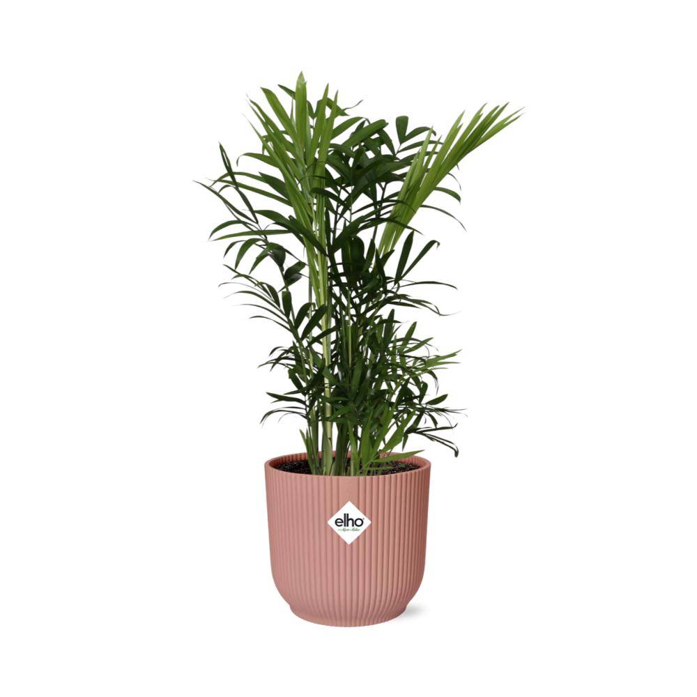 La Green Touch - Chamaedorea Elegans 14cm Rose - H40cm