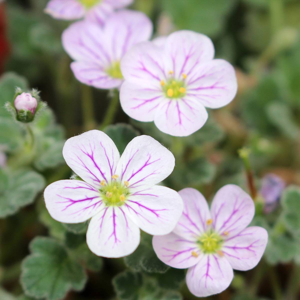 Promesse de Fleurs - Erodium variabile Album - Bec de héron Godet de 8/9 cm