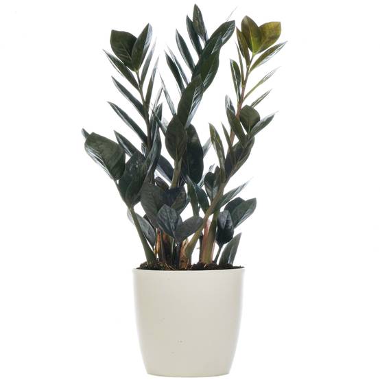 Gardenersdream - Zamioculcas "Raven" Plante Zz Noir Pour La Maison Ou Le Bureau (De 30 À 40 Cm Avec Pot) - GardenersDream - Image 1