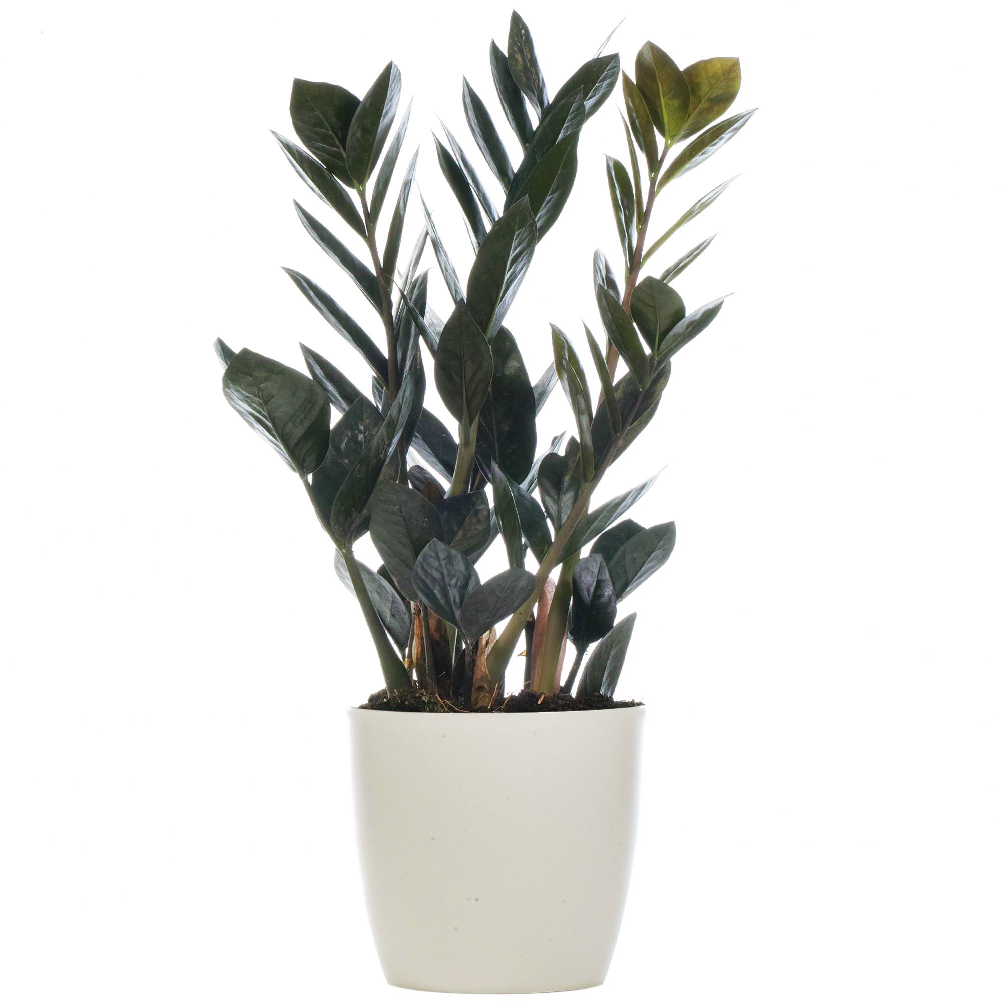 Gardenersdream - Zamioculcas "Raven" Plante Zz Noir Pour La Maison Ou Le Bureau (De 30 À 40 Cm Avec Pot) - GardenersDream - Image 1