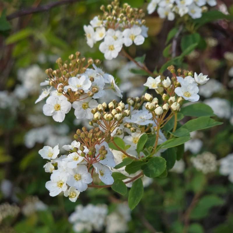 Spirée de Van Houtte, Spiraea à fleurs Blanche - feuillage Caduc - Pot de 7,5L - 40/60 cm- hauteur à maturité De 2,50 m à 3,00 m - Image 6