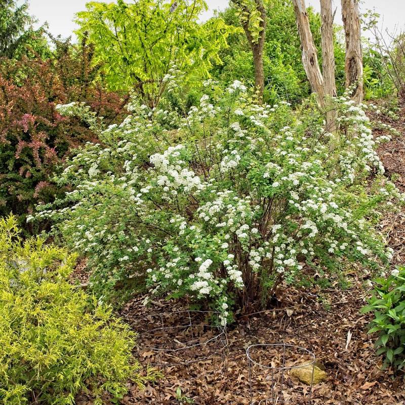 Spirée de Van Houtte, Spiraea à fleurs Blanche - feuillage Caduc - Pot de 7,5L - 40/60 cm-  hauteur à maturité De 2,50 m à 3,00 m - Image 3