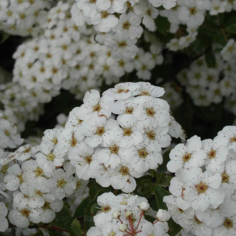 Spirée de Van Houtte, Spiraea à fleurs Blanche - feuillage Caduc - Pot de 7,5L - 40/60 cm- hauteur à maturité De 2,50 m à 3,00 m - Image 1