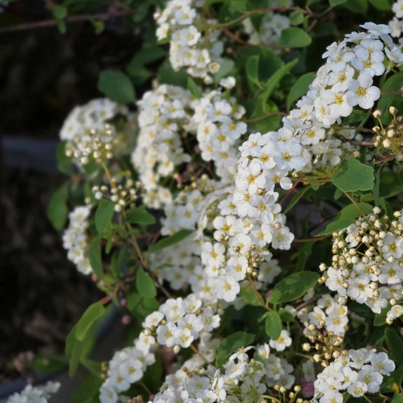 Spirée de Van Houtte, Spiraea à fleurs Blanche - feuillage Caduc - Pot de 7,5L - 40/60 cm-  hauteur à maturité De 2,50 m à 3,00 m - Image 8
