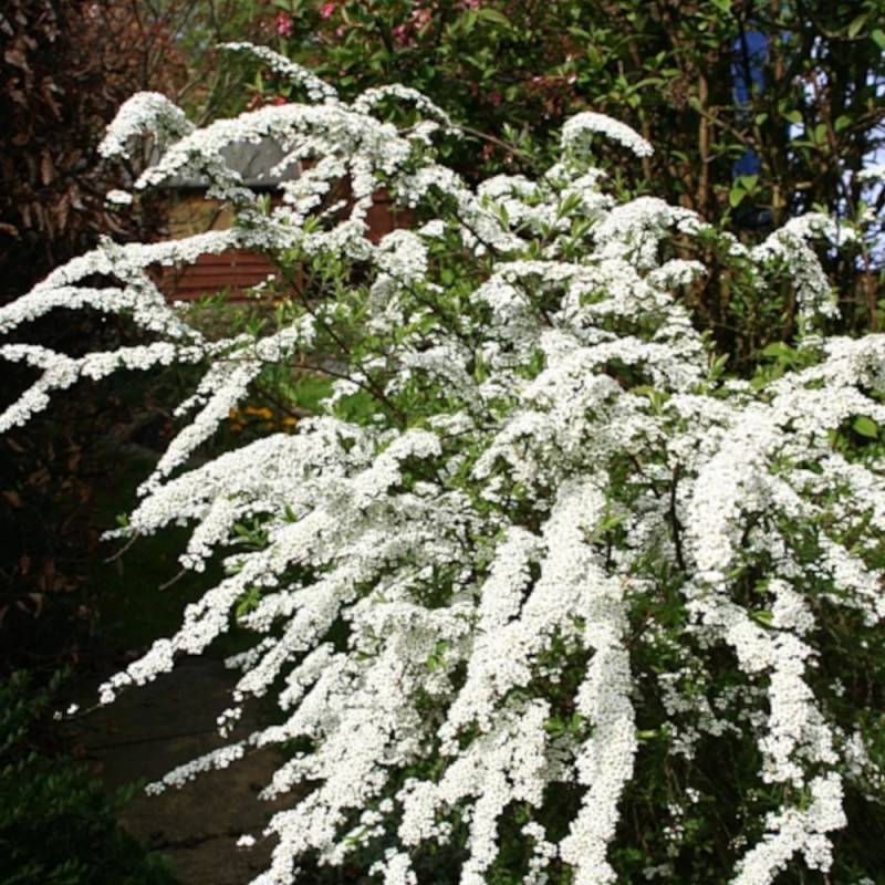Spirée de Van Houtte, Spiraea à fleurs Blanche - feuillage Caduc - Pot de 7,5L - 40/60 cm- hauteur à maturité De 2,50 m à 3,00 m - Image 2