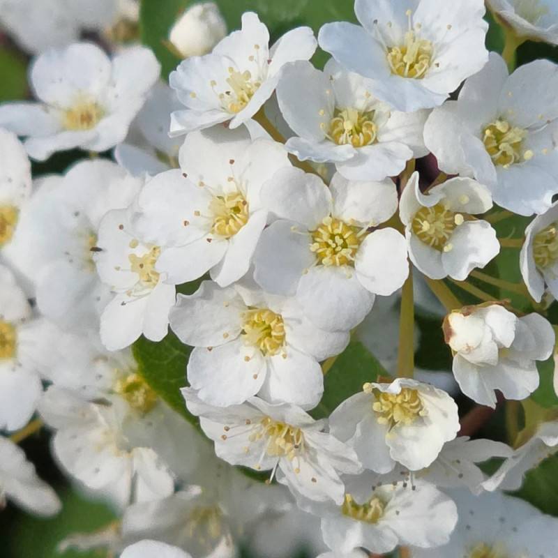 Spirée de Van Houtte, Spiraea à fleurs Blanche - feuillage Caduc - Pot de 7,5L - 40/60 cm- hauteur à maturité De 2,50 m à 3,00 m - Image 9
