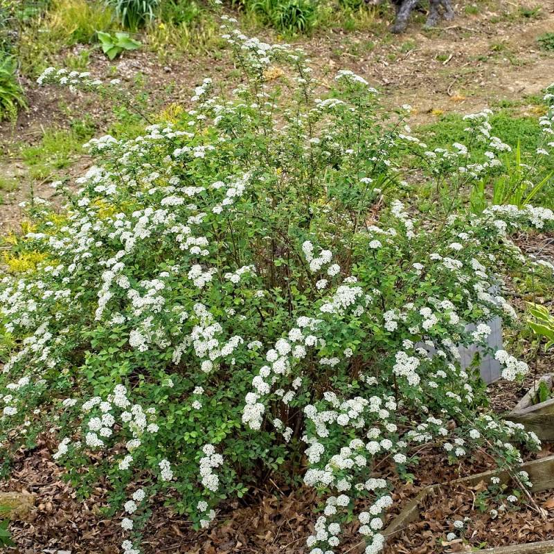 Spirée de Van Houtte, Spiraea à fleurs Blanche - feuillage Caduc - Pot de 7,5L - 40/60 cm- hauteur à maturité De 2,50 m à 3,00 m - Image 4