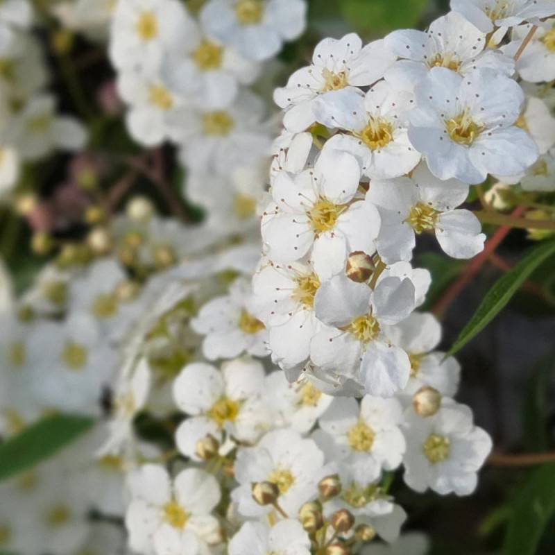 Spirée de Van Houtte, Spiraea à fleurs Blanche - feuillage Caduc - Pot de 7,5L - 40/60 cm- hauteur à maturité De 2,50 m à 3,00 m - Image 7