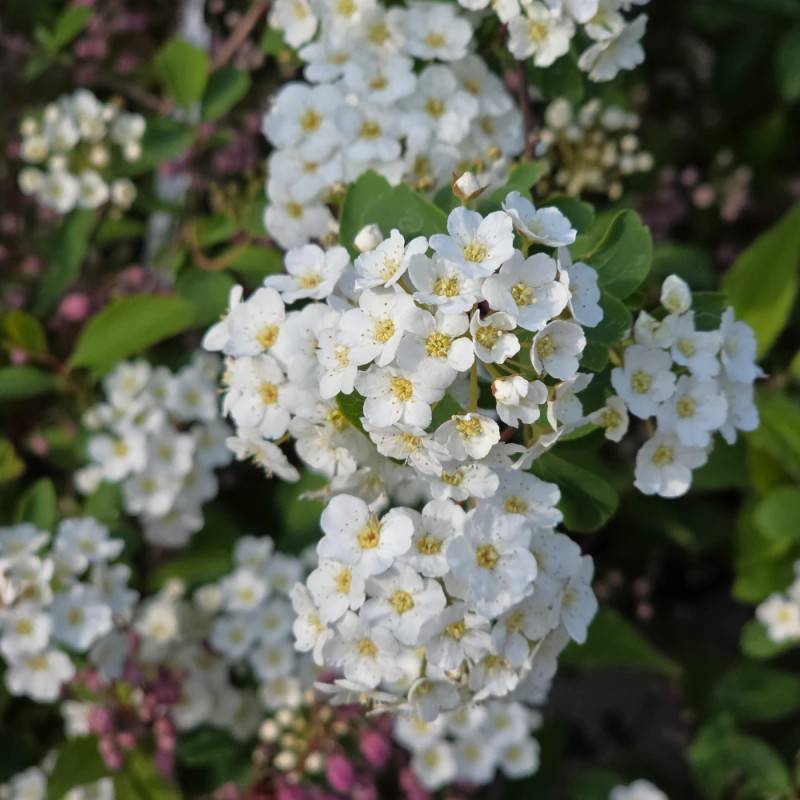Spirée de Van Houtte, Spiraea à fleurs Blanche - feuillage Caduc - Pot de 7,5L - 40/60 cm- hauteur à maturité De 2,50 m à 3,00 m - Image 10