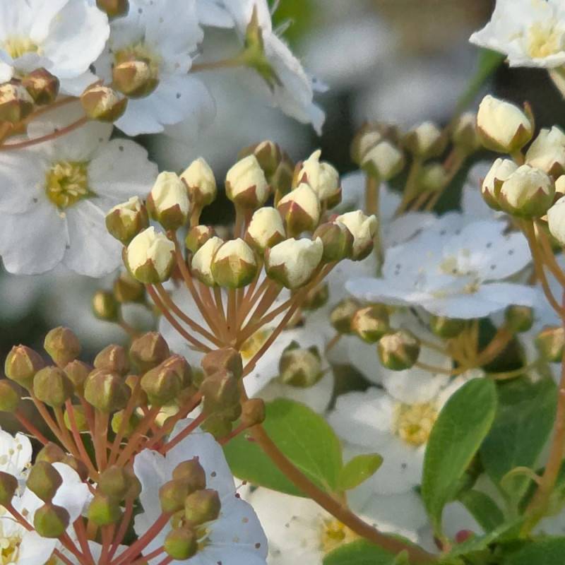 Spirée de Van Houtte, Spiraea à fleurs Blanche - feuillage Caduc - Pot de 7,5L - 40/60 cm- hauteur à maturité De 2,50 m à 3,00 m - Image 5