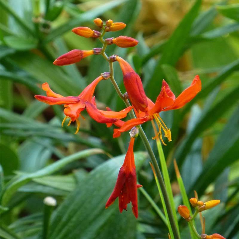 Promesse de Fleurs - Crocosmia Babylon - Montbretia orange  Godet de 7/8 cm, Godet de 8 cm