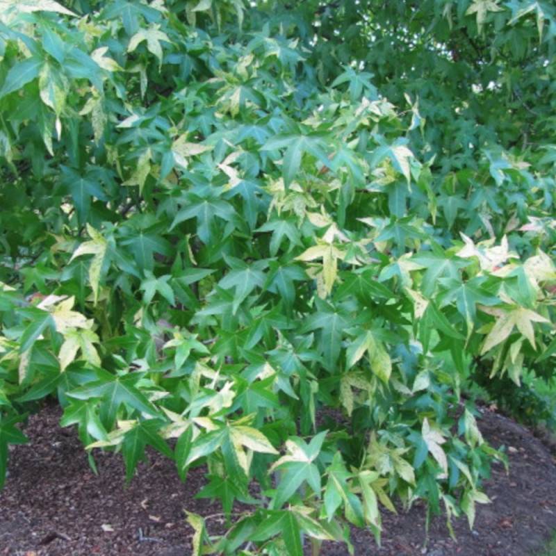 Copalme d'Amérique Albomarginata Manon, Liquidambar - Pot de 15L - Baliveau - Image 2