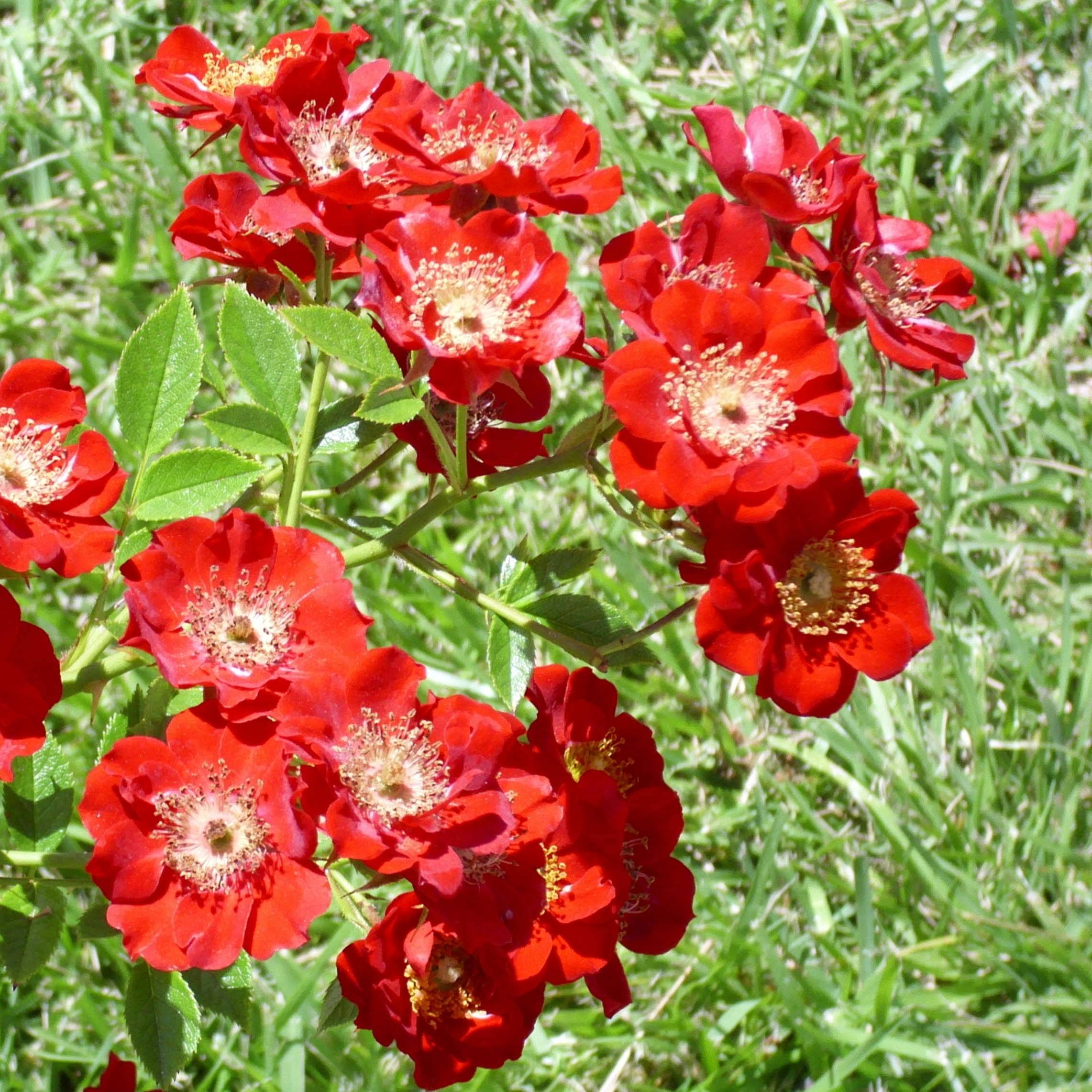 Promesse de Fleurs - Rosier couvre-sol Tapis Rouge Pot de 2L/3L