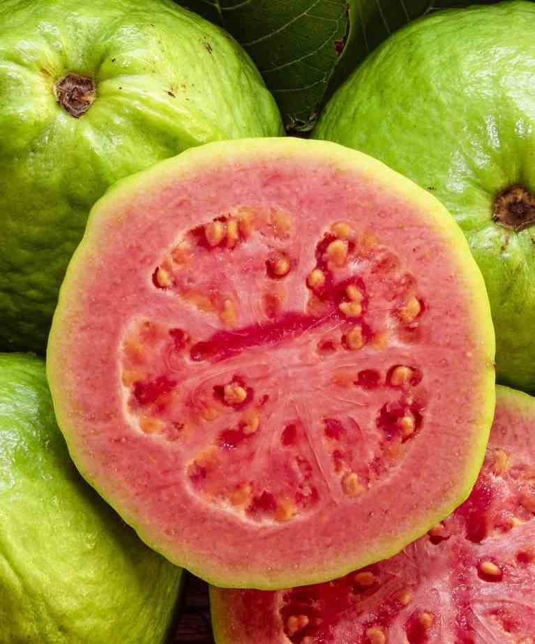 Sans Marque - Goyave : Psidium guajava "fresa" Taille:Pot de 7 litres ? 80/100 cm - Couleur floraison:jaune - Image 1