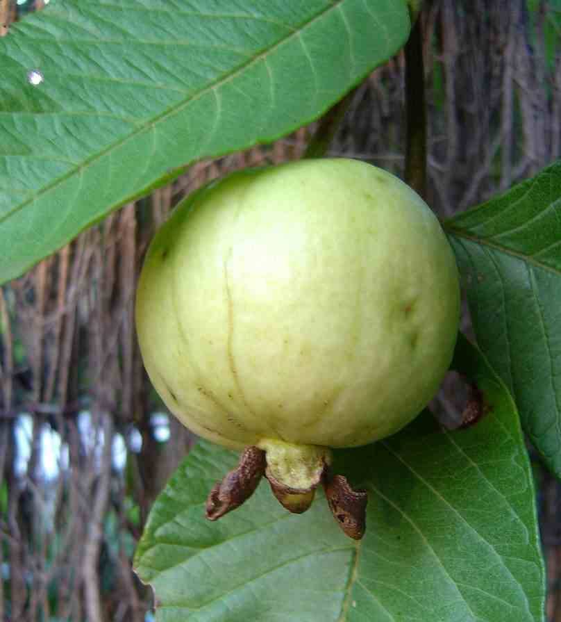 Sans Marque - Goyave : Psidium guajava "fresa" Taille:Pot de 7 litres ? 80/100 cm - Couleur floraison:jaune - Image 2