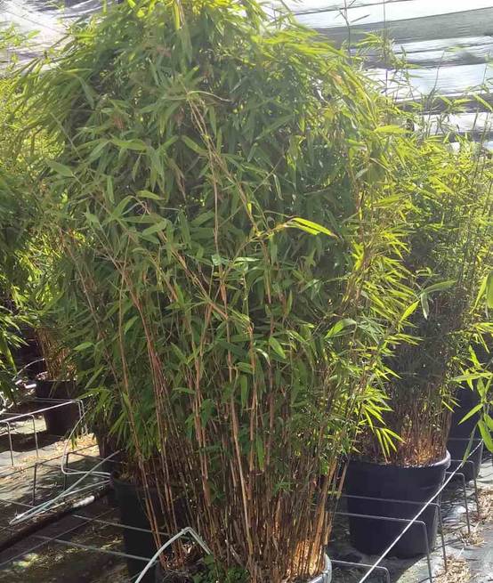 0 - Fargesia nitida "Volcan" (nitida Gansu x nitida) (Bambou non traçant) Pot 15 Litres - 80/100cm - 8/12 cannes