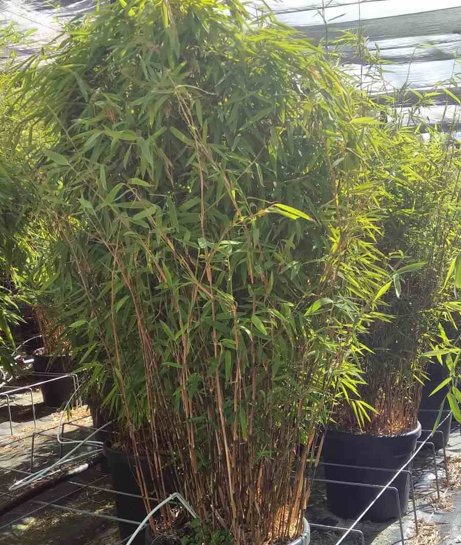 0 - Fargesia nitida "Volcan" (nitida Gansu x nitida) (Bambou non traçant) Pot 15 Litres - 80/100cm - 8/12 cannes