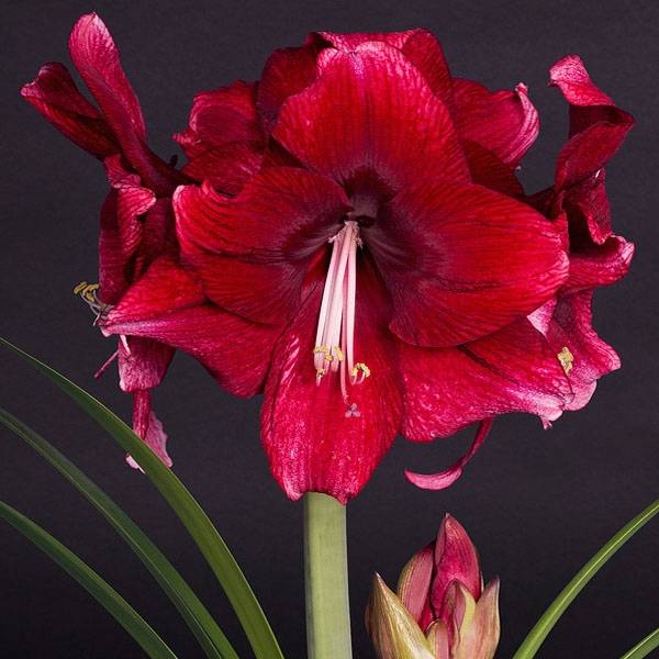 Promesse de Fleurs - Amaryllis Daphne - Hippeastrum Bulbe calibre 30/32