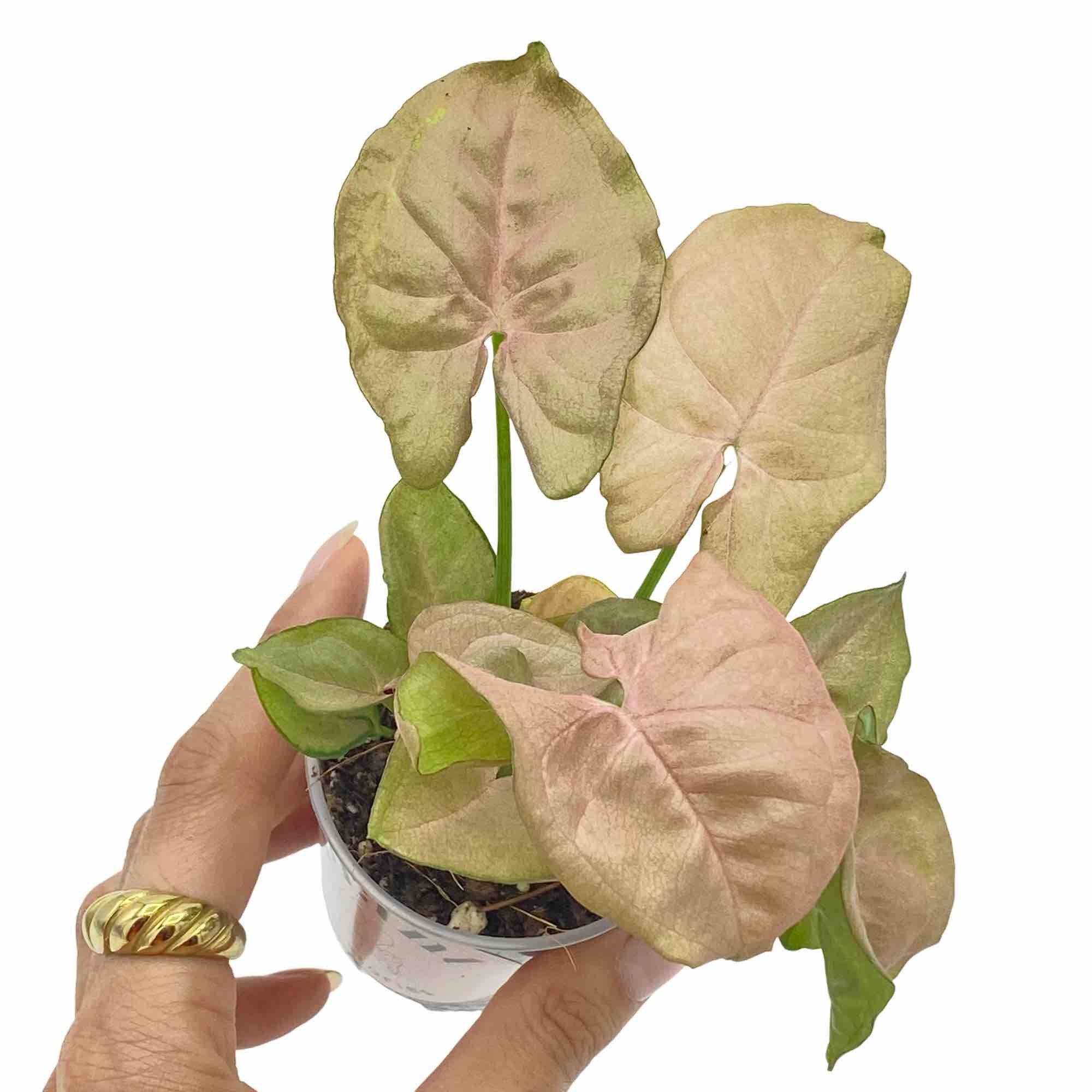 Syngonium Neon Robusta - Pot de 6cm - Plantes d'intérieur - Image 1