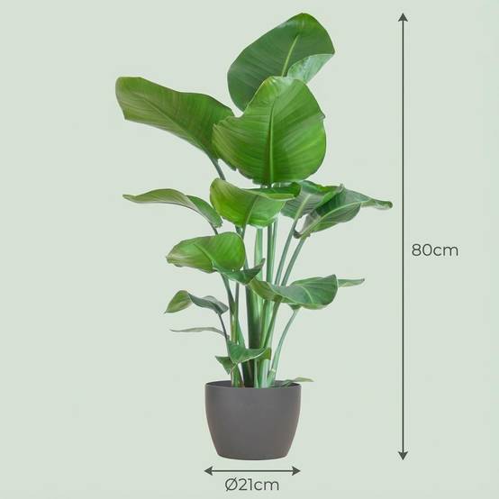 Strelitzia Nicolai et Son Pot Gris - H80cm - Image 4