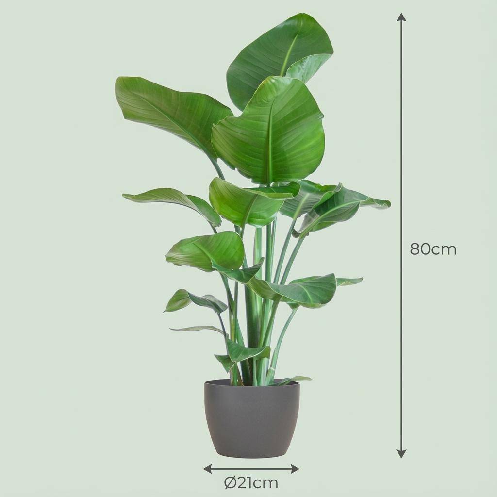 Strelitzia Nicolai et Son Pot Gris - H80cm - Image 4
