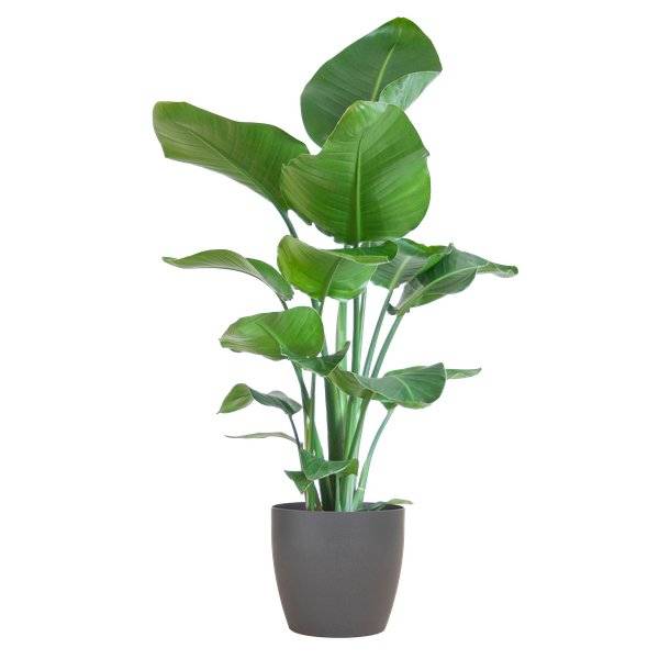 Strelitzia Nicolai et Son Pot Gris - H80cm - Image 1