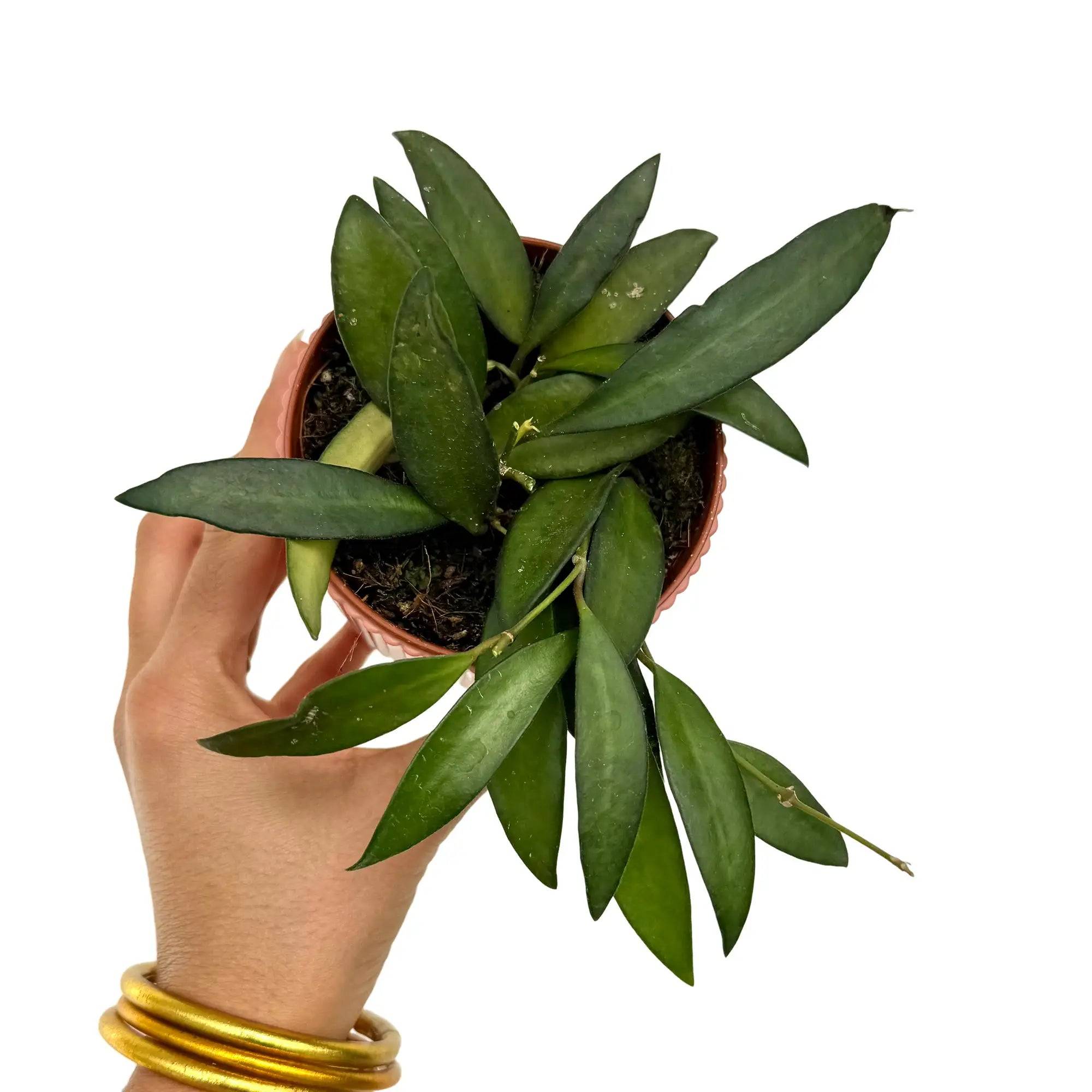 Hoya Rosita - Pot de 9cm - Plantes d'intérieur - Image 1