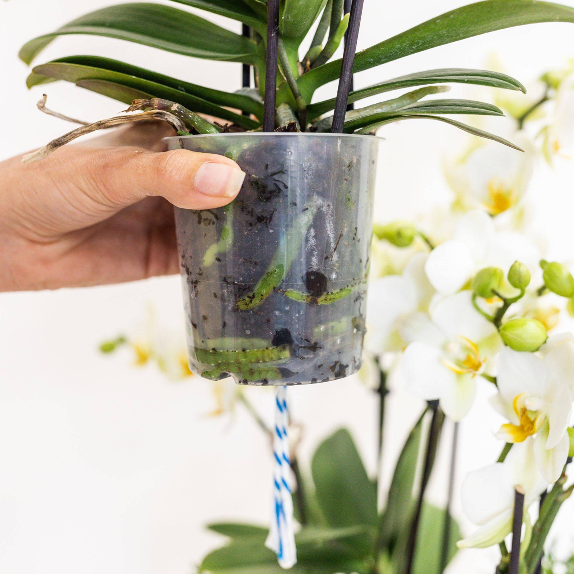 La Green Touch - Set de 3 Orchidées violettes dans un panier en roseau avec réservoir d'eau 35cm - Plante d'intérieur- La Green Touch - Image 3