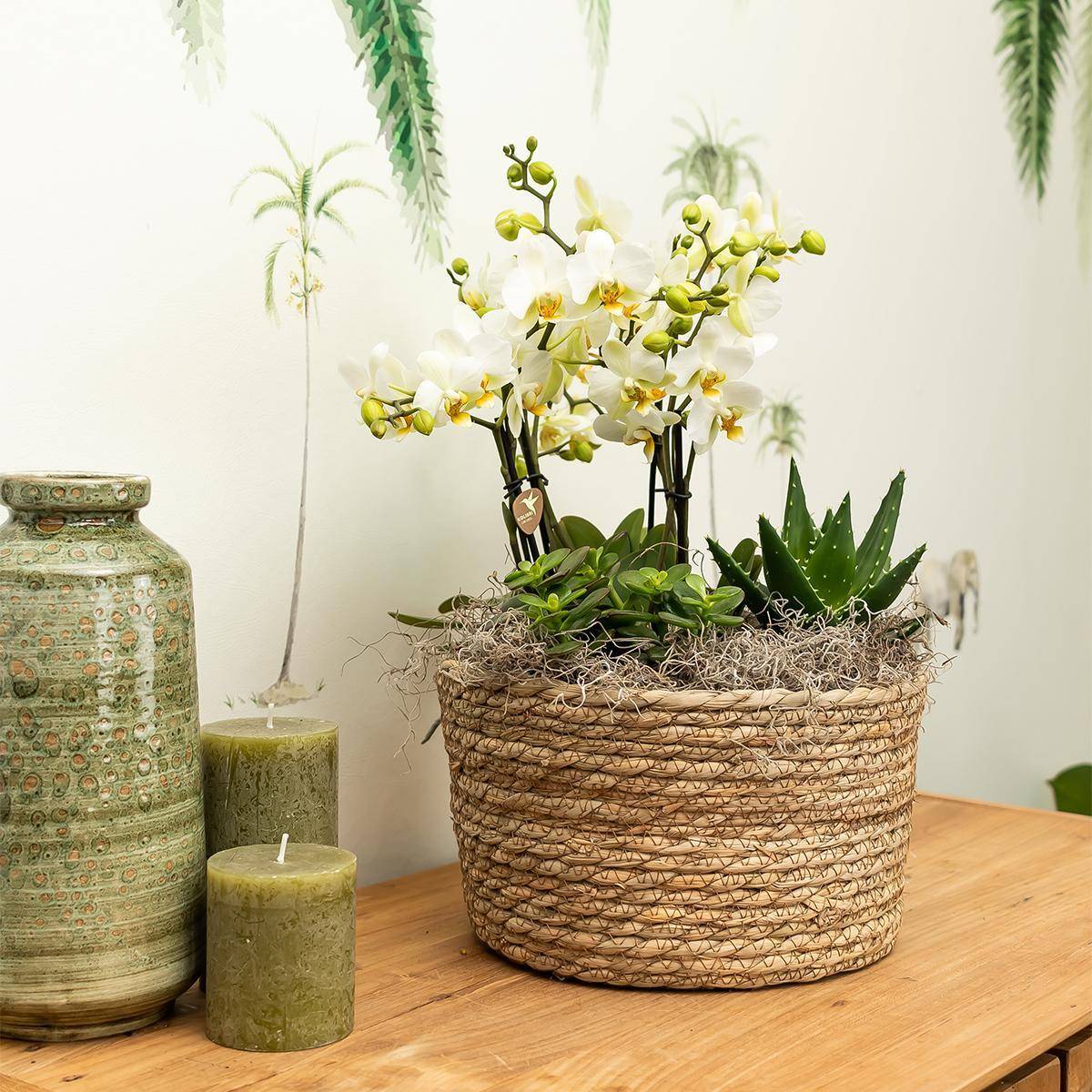 La Green Touch - Set de 3 Orchidées violettes dans un panier en roseau avec réservoir d'eau 35cm - Plante d'intérieur- La Green Touch - Image 2