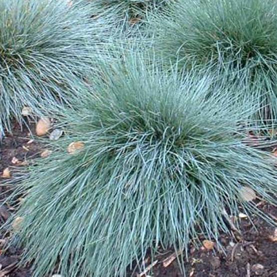 Promesse de Fleurs - Fétuque bleue Elijah Blue - Festuca glauca Pot de 2L/3L
