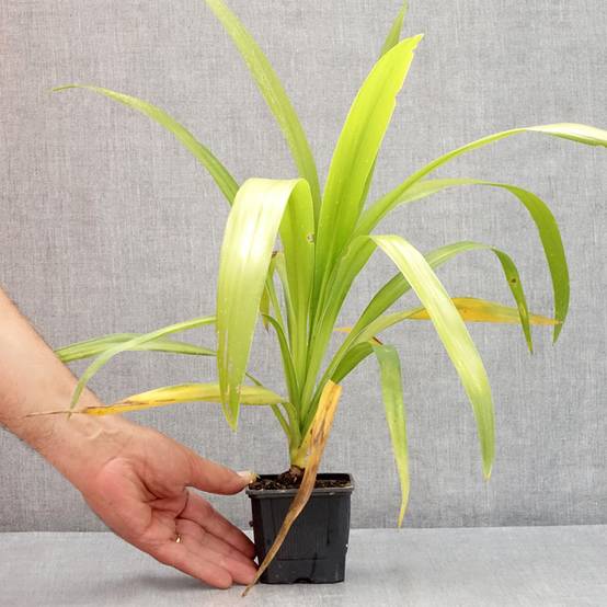 Cordyline australis Emerald Star Artic Jungle Godet de 8/9 cm - Image 2