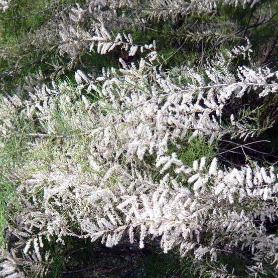 Tamaris ramosissima Hulsdonk White Pot de 3L/4L - Image 1