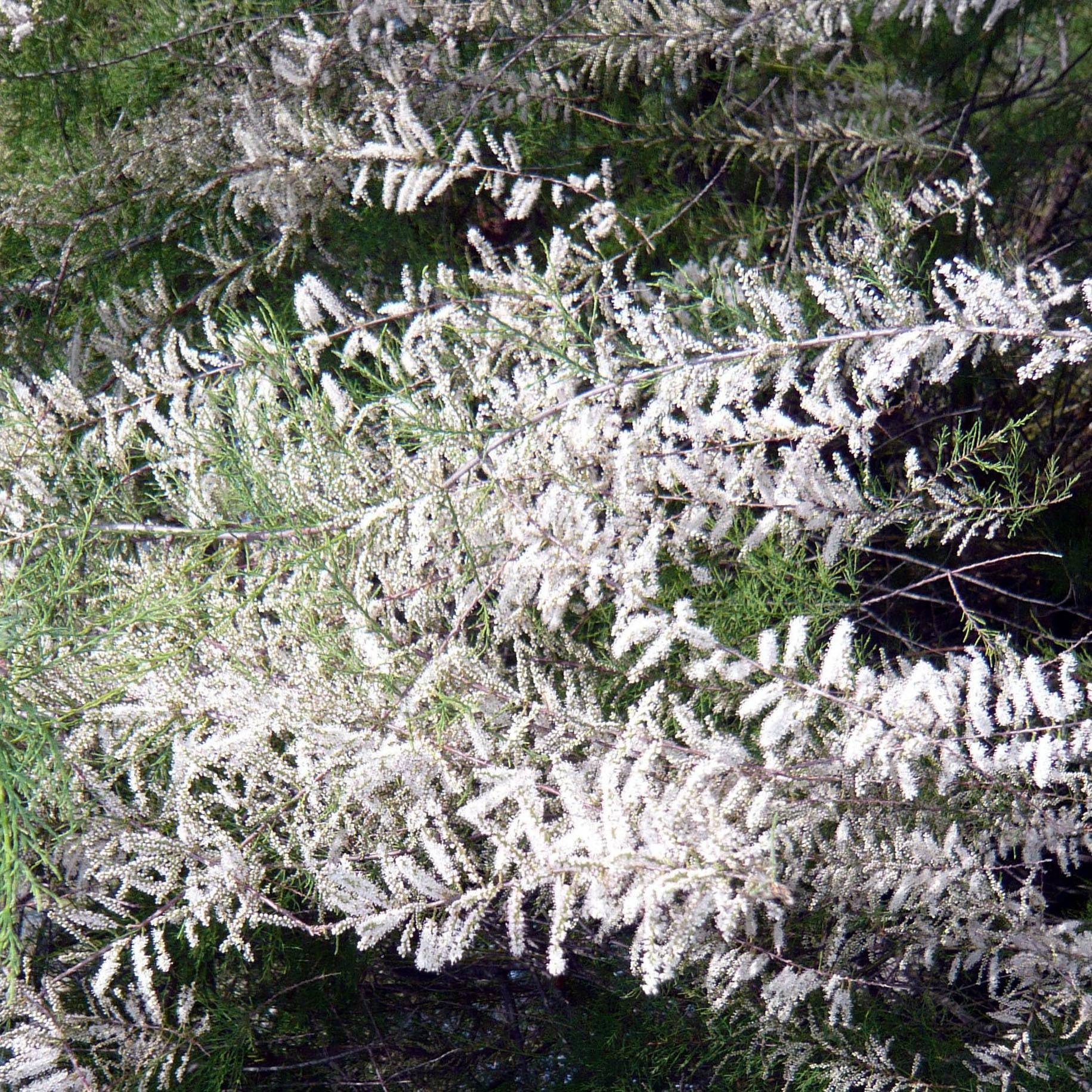 Tamaris ramosissima Hulsdonk White Pot de 3L/4L - Image 1