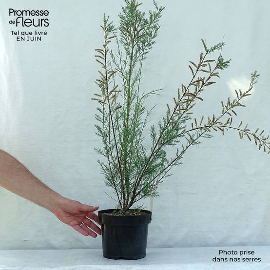Tamaris ramosissima Hulsdonk White Pot de 3L/4L - Image 2