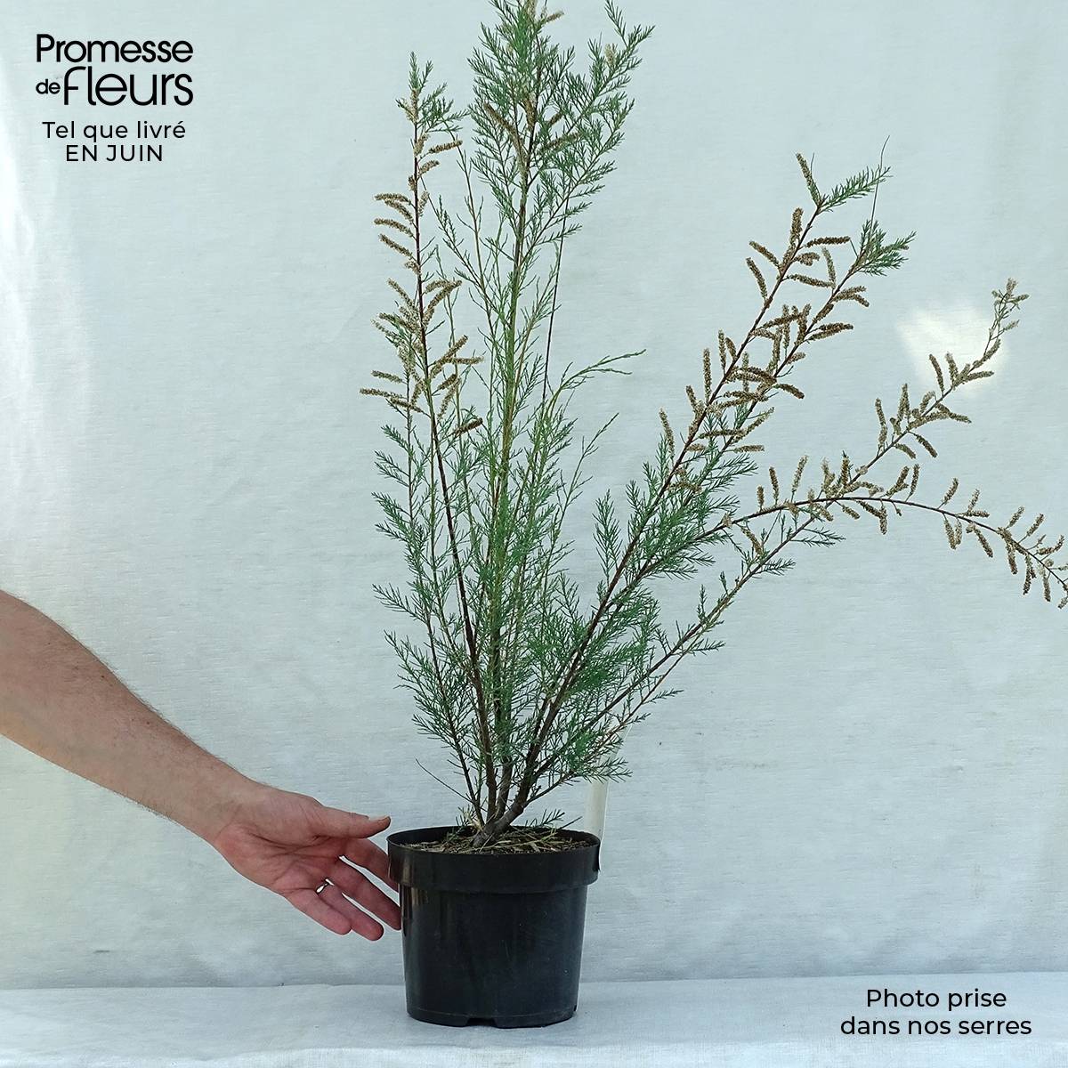 Tamaris ramosissima Hulsdonk White Pot de 3L/4L - Image 2