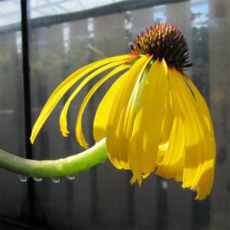 Echinacea paradoxa - Echinacée jaune Godet de 8/9 cm