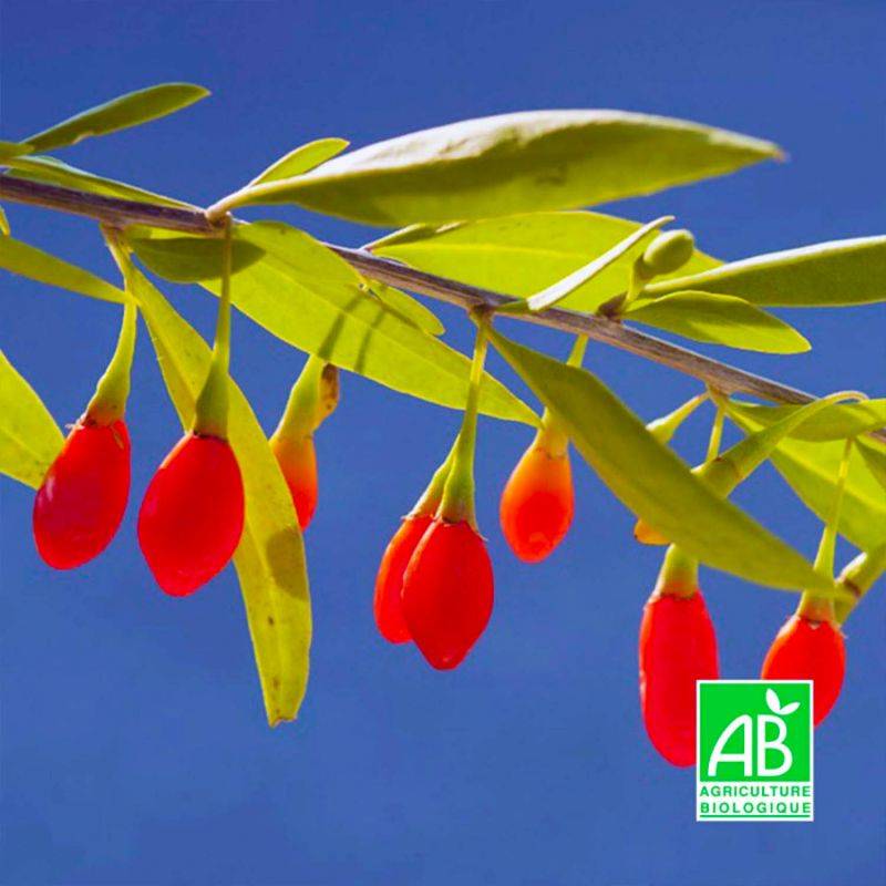 Baie de Goji BIO (Lycium barbarum) - Godet 9cm - Pépinières Naudet