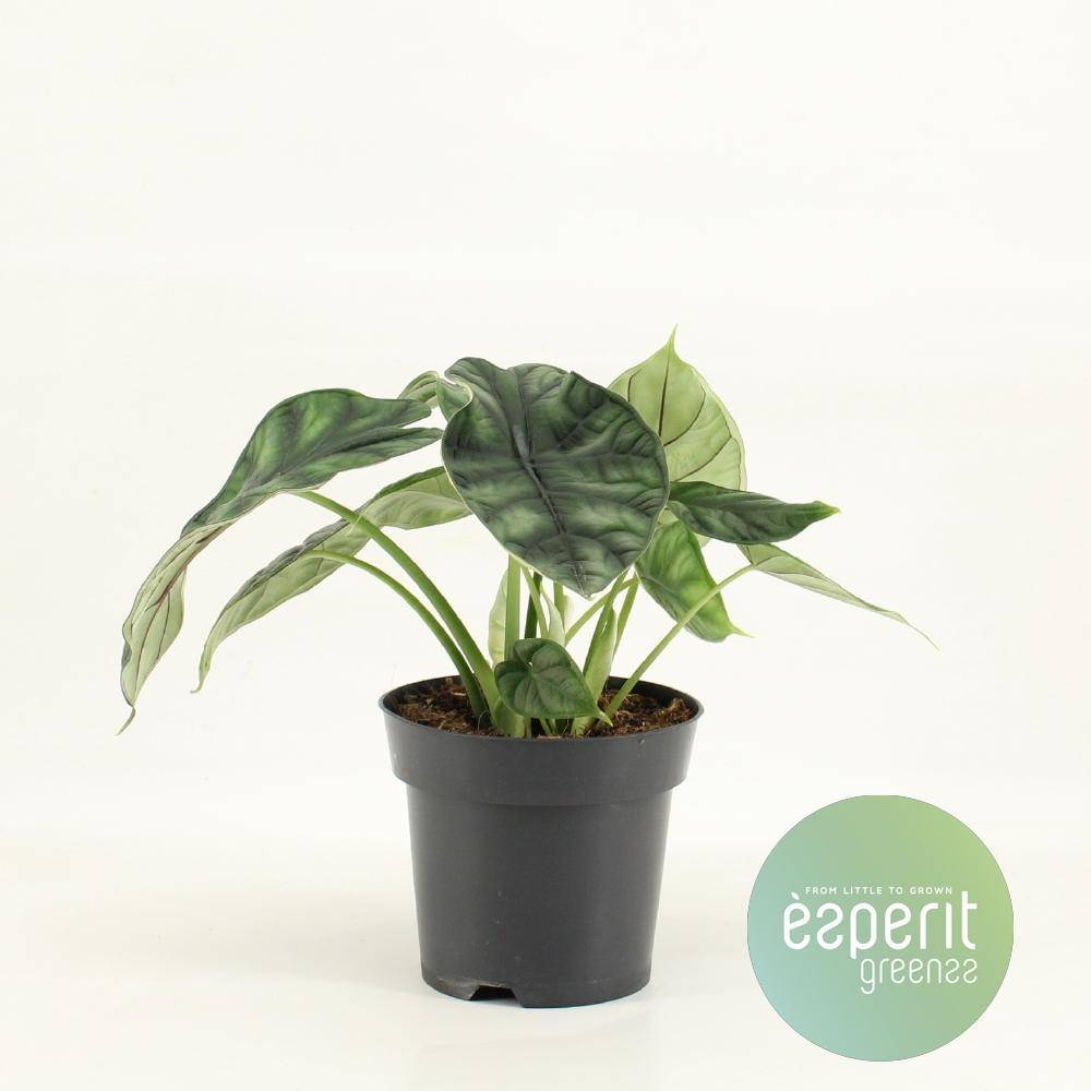 Alocasia Dragon Scale - D14 H25cm