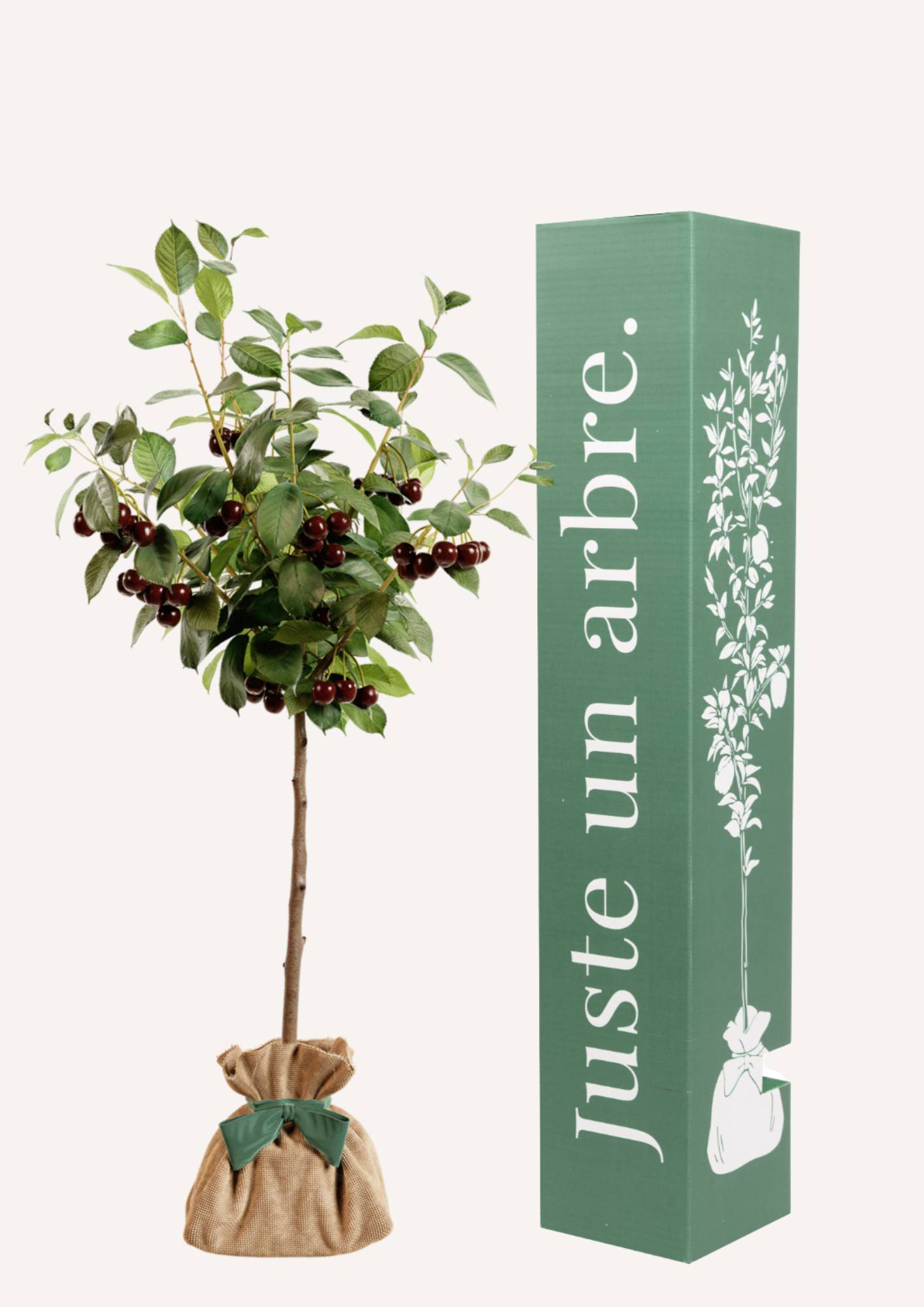 Juste Un Arbre - JUSTE UN ARBRE. – Cerisier Bigarreau | Idée cadeau symbolique pour naissance, mariage, anniversaire – Arbre fruitier généreux et facile à cultiver - Image 1
