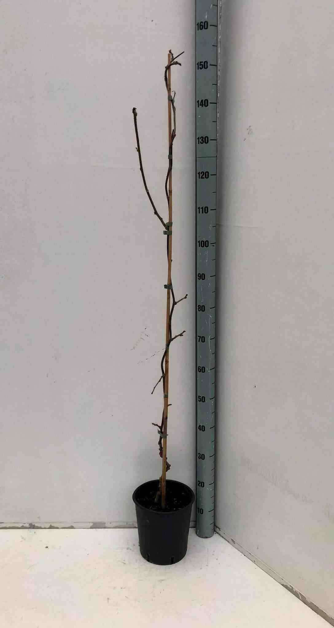 Sans Marque - Actinidia deliciosa Jenny (kiwi) Pot de 5 litres - 100/120 cm - Image 1