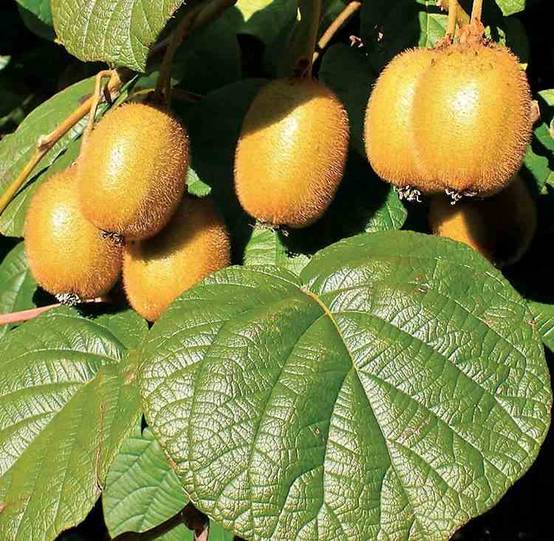 Sans Marque - Actinidia deliciosa Jenny (kiwi) Pot de 5 litres - 100/120 cm - Image 2