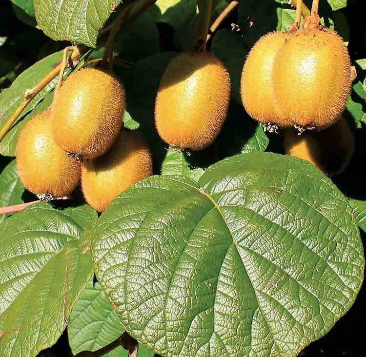 Sans Marque - Actinidia deliciosa Jenny (kiwi) Pot de 5 litres - 100/120 cm - Image 2