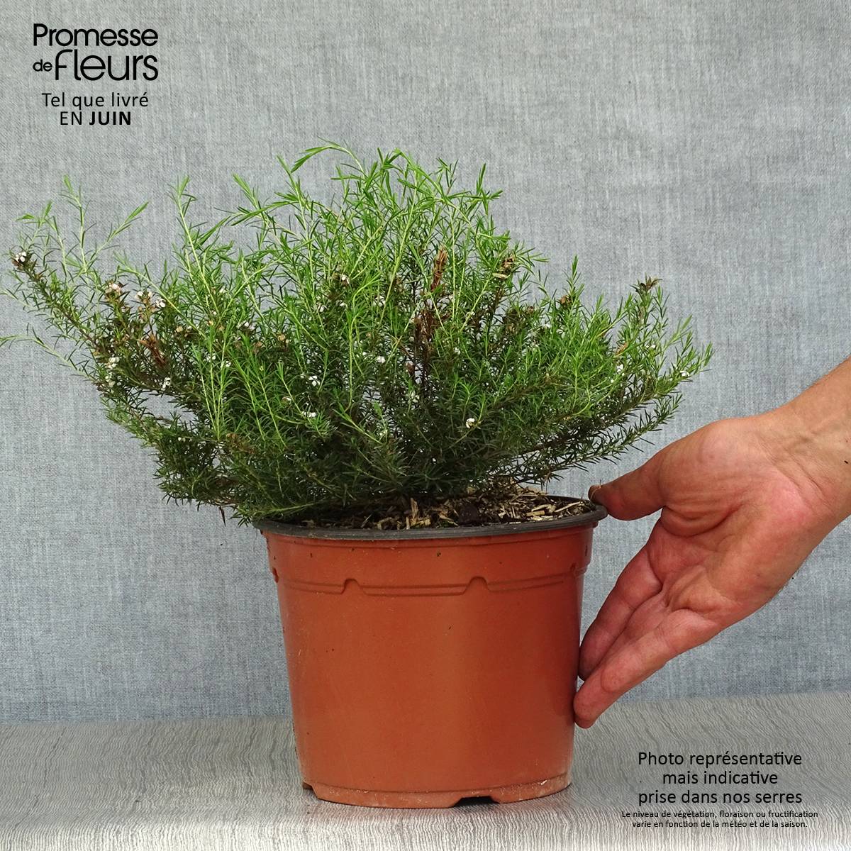 Promesse de Fleurs - Diosma hirsuta Pink Fountain Pot de 2L/3L - Image 2