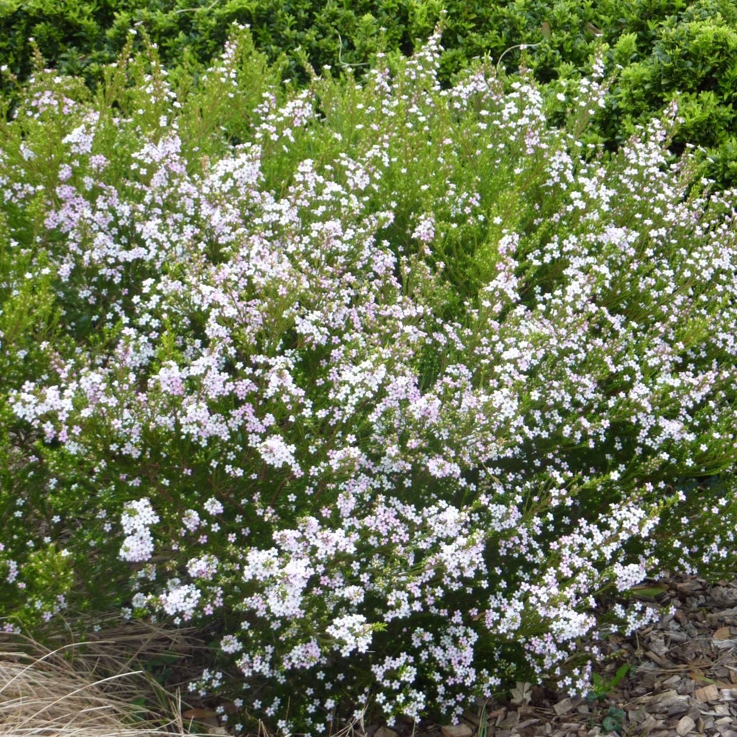 Promesse de Fleurs - Diosma hirsuta Pink Fountain Pot de 2L/3L - Image 1
